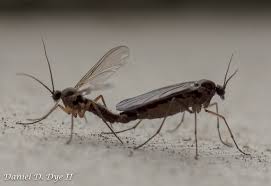 Attēlu rezultāti vaicājumam “Sciaridae”