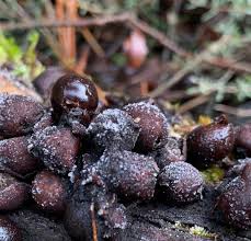 Attēlu rezultāti vaicājumam “Badhamia foliicola”
