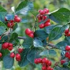 Attēlu rezultāti vaicājumam “Crataegus persimilis fruit”