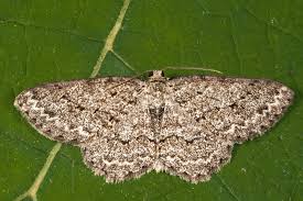 Attēlu rezultāti vaicājumam “Ectropis crepuscularia”