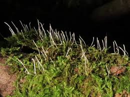 Attēlu rezultāti vaicājumam “Eocronartium muscicola”