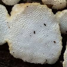 Attēlu rezultāti vaicājumam “Antrodiella serpula”