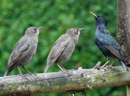 Attēlu rezultāti vaicājumam “Sturnus vulgaris male”