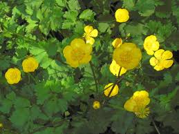 Attēlu rezultāti vaicājumam “Ranunculus repens flower”