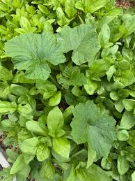 Attēlu rezultāti vaicājumam “Cucurbita pepo leaf”