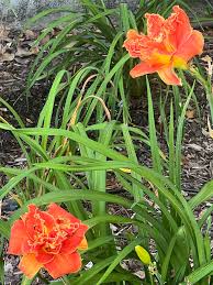 Image result for Hemerocallis `Moses Fire`