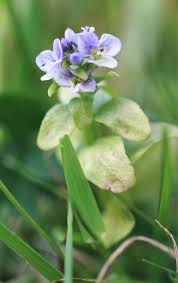 Attēlu rezultāti vaicājumam “Veronica serpyllifolia”
