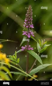 Attēlu rezultāti vaicājumam “Stachys palustris flower”