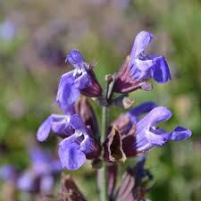 Image result for Salvia officinalis