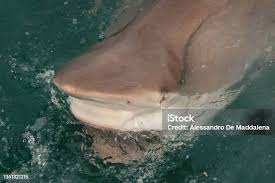 Image result for Carcharhinus brachyurus