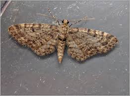 Attēlu rezultāti vaicājumam “Eupithecia tantillaria”