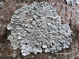 Attēlu rezultāti vaicājumam “Flavoparmelia caperata”