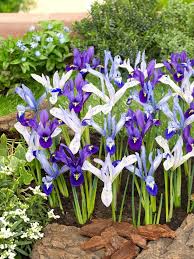 Attēlu rezultāti vaicājumam “Iris reticulata”