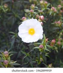 Attēlu rezultāti vaicājumam “Libanotis montana leaf”