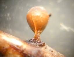 Attēlu rezultāti vaicājumam “Trichia ambigua spores”