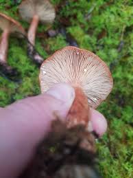 Attēlu rezultāti vaicājumam “Hypomyces armeniacus”