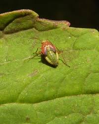 Attēlu rezultāti vaicājumam “Lygus nymph”