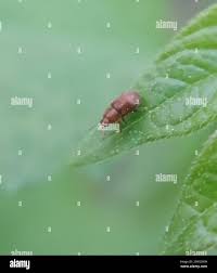 Attēlu rezultāti vaicājumam “Cychramus variegatus”