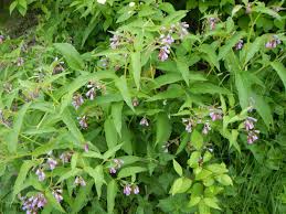 Attēlu rezultāti vaicājumam “Symphytum asperum”