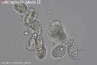 Attēlu rezultāti vaicājumam “Melampsora populnea”