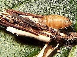 Attēlu rezultāti vaicājumam “Psyche casta larva”