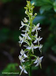 Attēlu rezultāti vaicājumam “Platanthera bifolia flower”