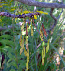 Attēlu rezultāti vaicājumam “Fraxinus pennsylvanica fruit”