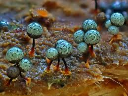 Attēlu rezultāti vaicājumam “Cribraria vulgaris spores”