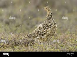 Attēlu rezultāti vaicājumam “Lagopus lagopus female”