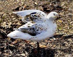 Attēlu rezultāti vaicājumam “Anseriformes”