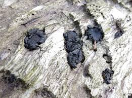 Attēlu rezultāti vaicājumam “Biscogniauxia repanda”