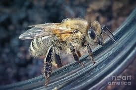 Attēlu rezultāti vaicājumam “Apis mellifera”