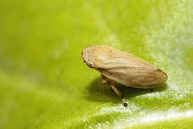 Attēlu rezultāti vaicājumam “Philaenus spumarius”