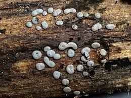 Attēlu rezultāti vaicājumam “Diderma chondrioderma”