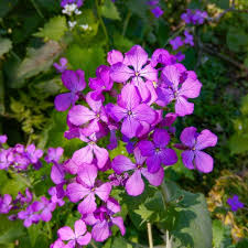 Attēlu rezultāti vaicājumam “Lunaria rediviva leaf”