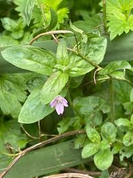 Attēlu rezultāti vaicājumam “Epilobium palustre”