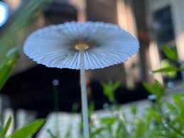 Attēlu rezultāti vaicājumam “Coprinus sp.”