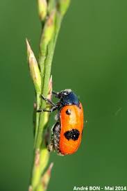 Attēlu rezultāti vaicājumam “Clytra quadripunctata”