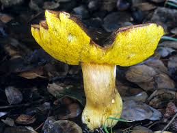 Attēlu rezultāti vaicājumam “Xerocomus subtomentosus”