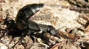 Billedresultat for rovbille