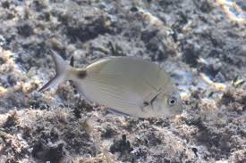 Image result for Diplodus cadenati