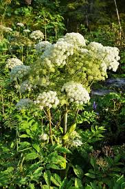 Attēlu rezultāti vaicājumam “Angelica sylvestris”