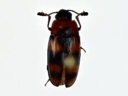 Attēlu rezultāti vaicājumam “Erotylidae”