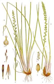 Attēlu rezultāti vaicājumam “Triglochin palustre fruit”