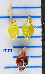 Attēlu rezultāti vaicājumam “Eleocharis palustris flower”