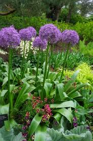 Attēlu rezultāti vaicājumam “Milium effusum flower”