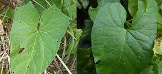 Attēlu rezultāti vaicājumam “Calystegia sepium leaf”