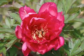 Attēlu rezultāti vaicājumam “Paeoniaceae”