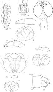 Attēlu rezultāti vaicājumam “Rabdophaga degeeri”