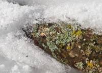 Attēlu rezultāti vaicājumam “Erythricium aurantiacum”